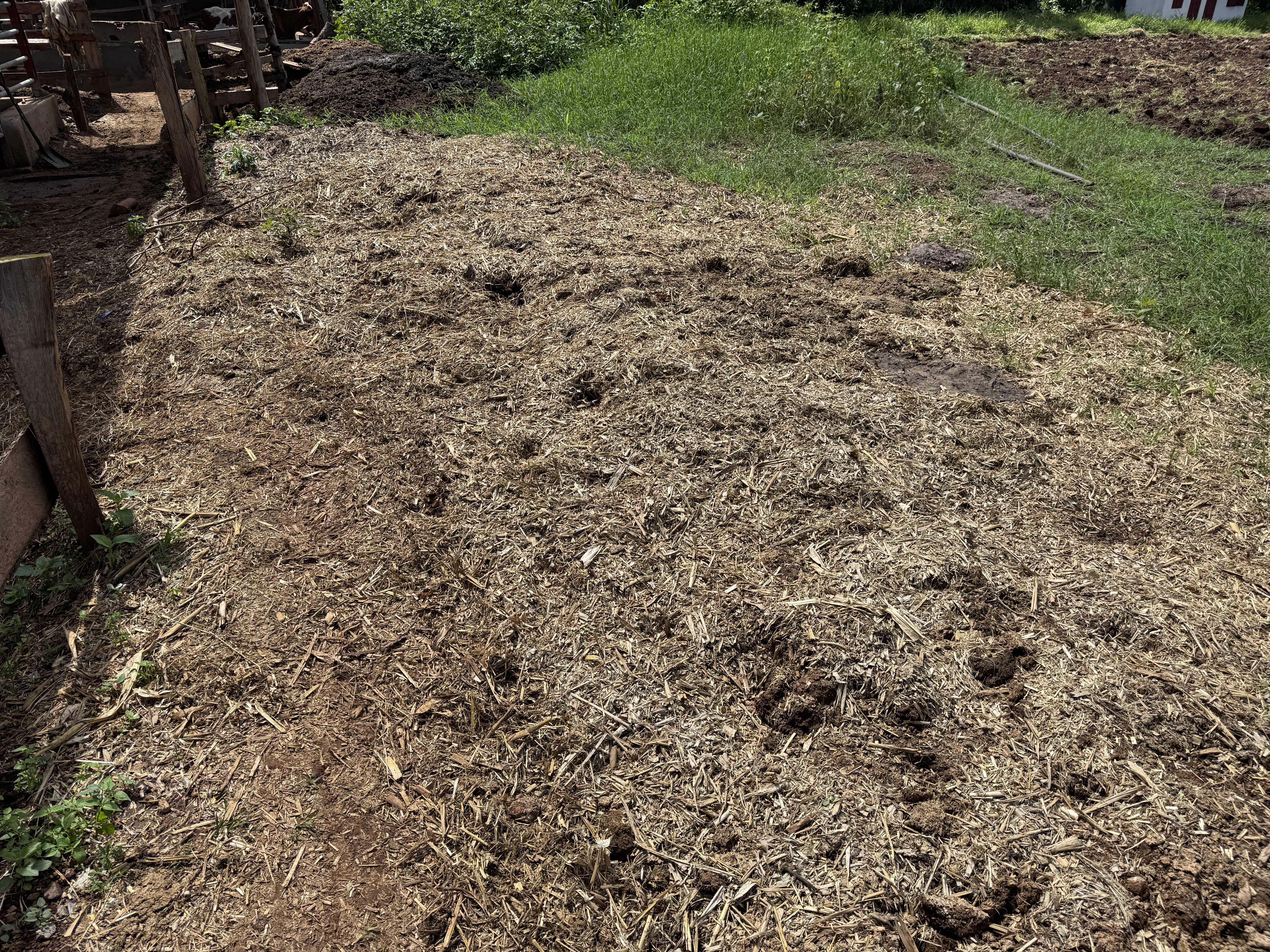 AFS mulched farmland - regenerative soil management