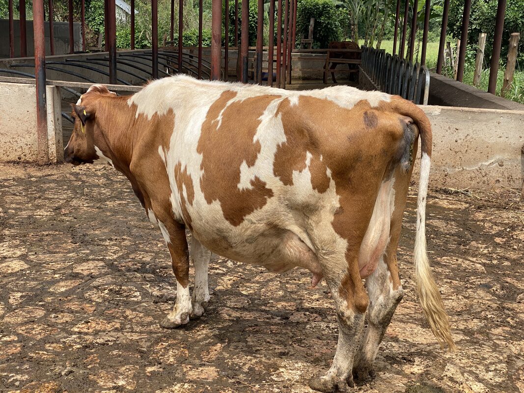 AFS Ayrshire cow at Asaba Farm