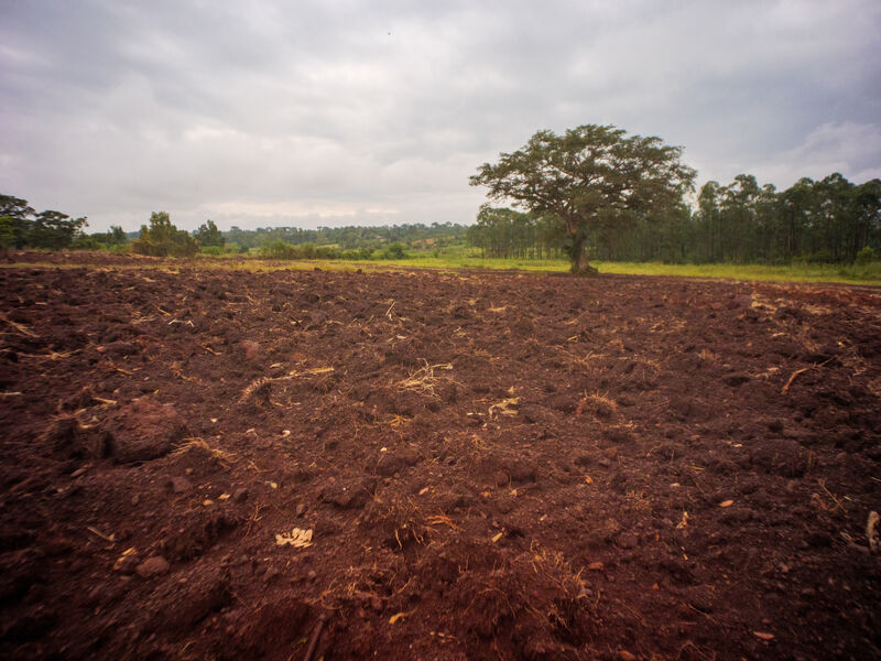 AFS farmland in Nakabugu, Luuka District